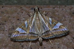 Agrioglypta itysalis