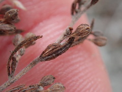 Lechea maritima maritima