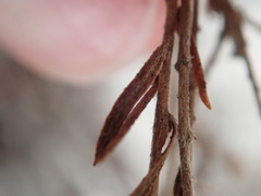 Lechea maritima maritima