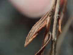 Lechea maritima maritima