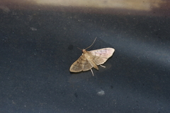 Herpetogramma yaeyamense