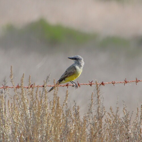 iNaturalist observation photo of Cassin's Kingbird