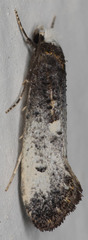 Tinea occidentella