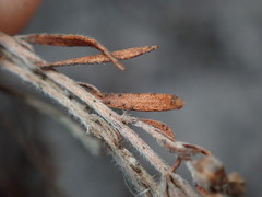 Lechea maritima maritima