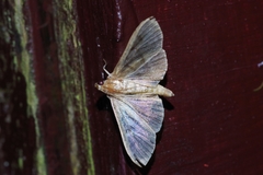 Herpetogramma yaeyamense