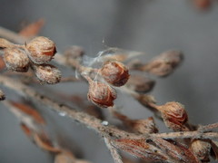 Lechea maritima maritima
