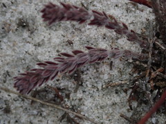 Lechea maritima maritima