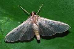 Herpetogramma yaeyamense