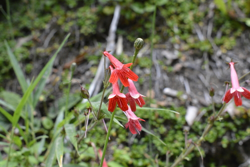 Ourisia coccinea (Ourisia coccinea)