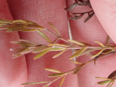 Lechea maritima maritima