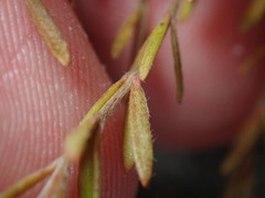 Lechea maritima maritima