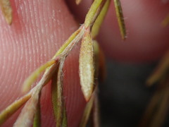 Lechea maritima maritima