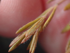 Lechea maritima maritima