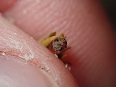 Lechea maritima maritima