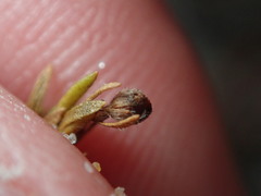 Lechea maritima maritima