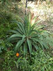 Agave desmettiana