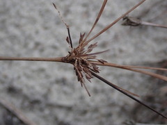 Cyperus grayi
