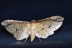 Pharambara splendida