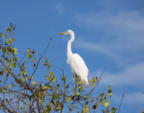 iNaturalist observation photo of Great Egret