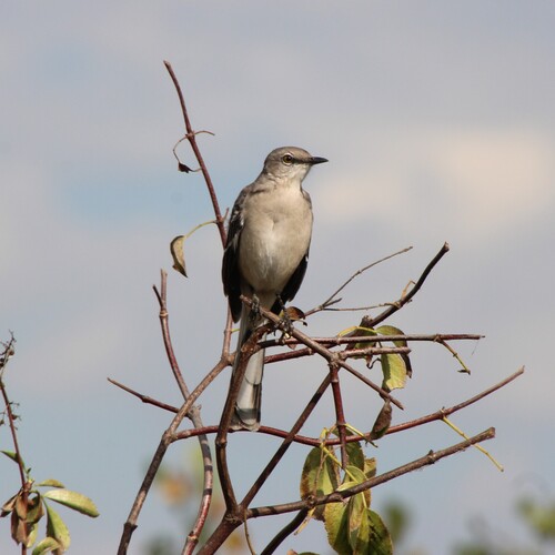 iNaturalist observation photo of Northern Mockingbird