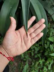 Agave desmettiana