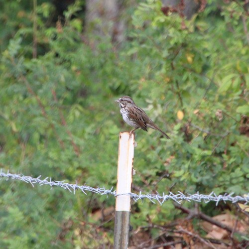 iNaturalist observation photo of Song Sparrow