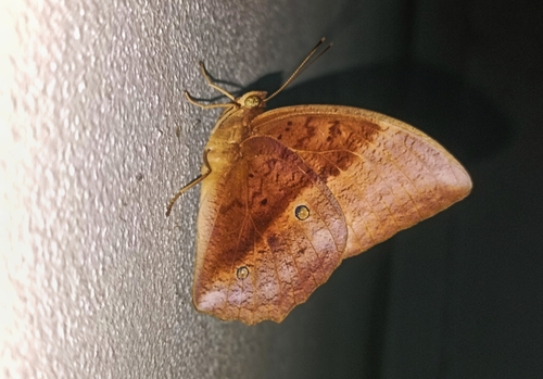 Common Duffer
