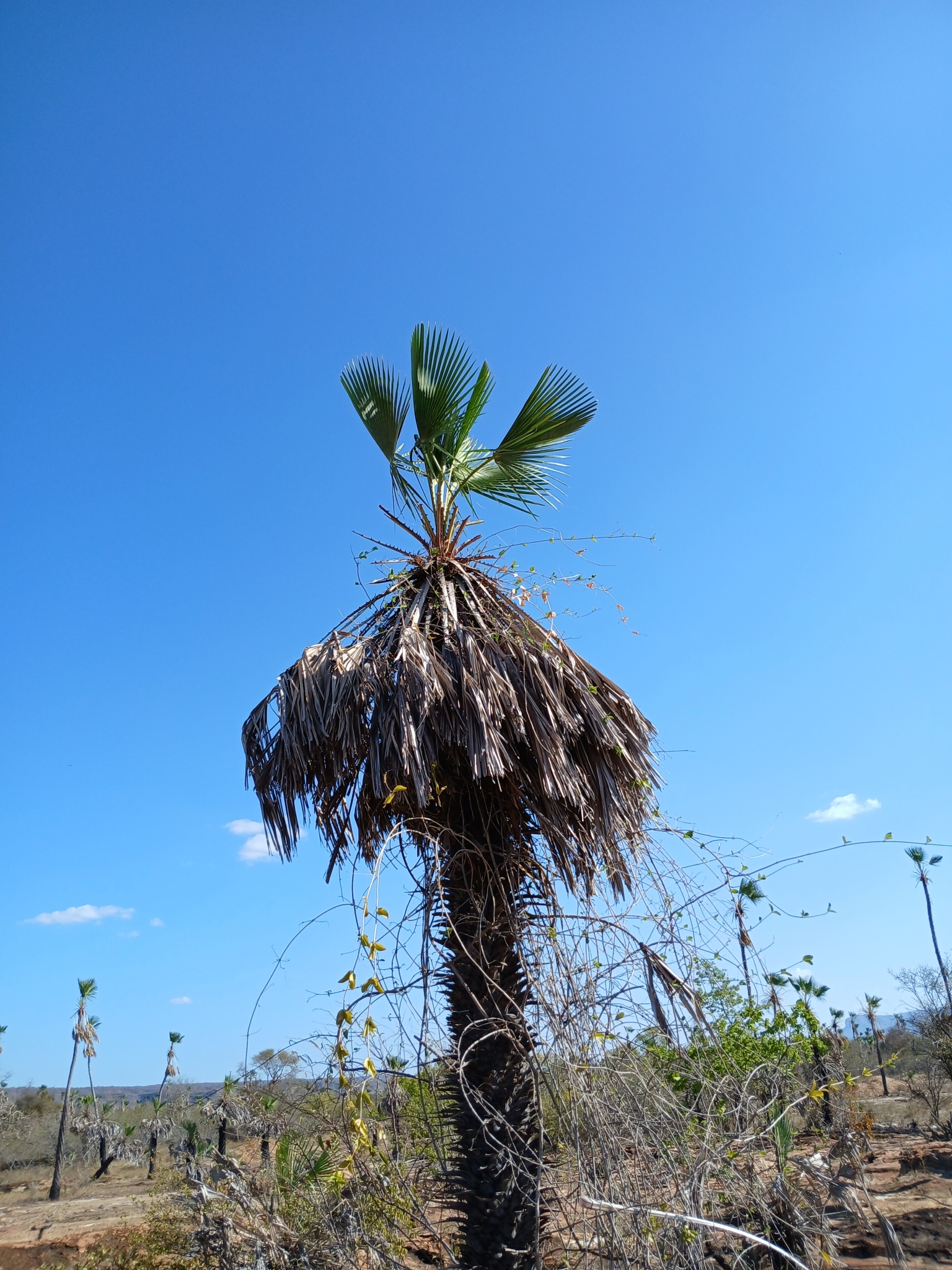 Copernicia prunifera