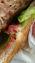 Opisthopsis rufithorax