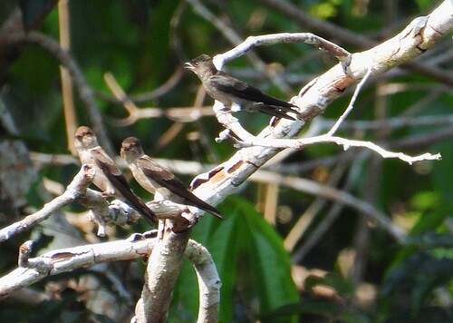 White-thighed Swallow (Atticora tibialis), photo 10