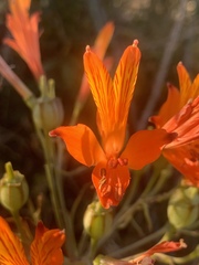 Alstroemeria ligtu