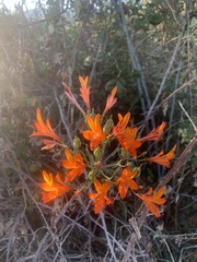 Alstroemeria ligtu