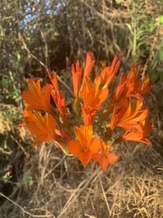 Alstroemeria ligtu