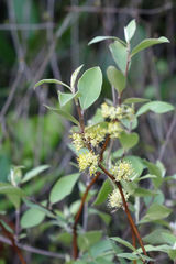 Olearia fragrantissima