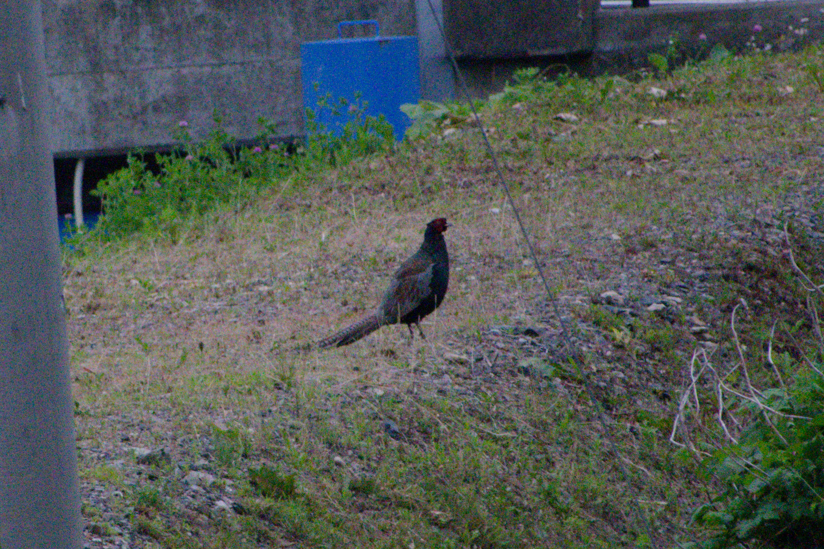Green Pheasant