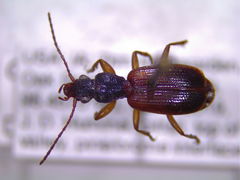 Cymindis neglecta