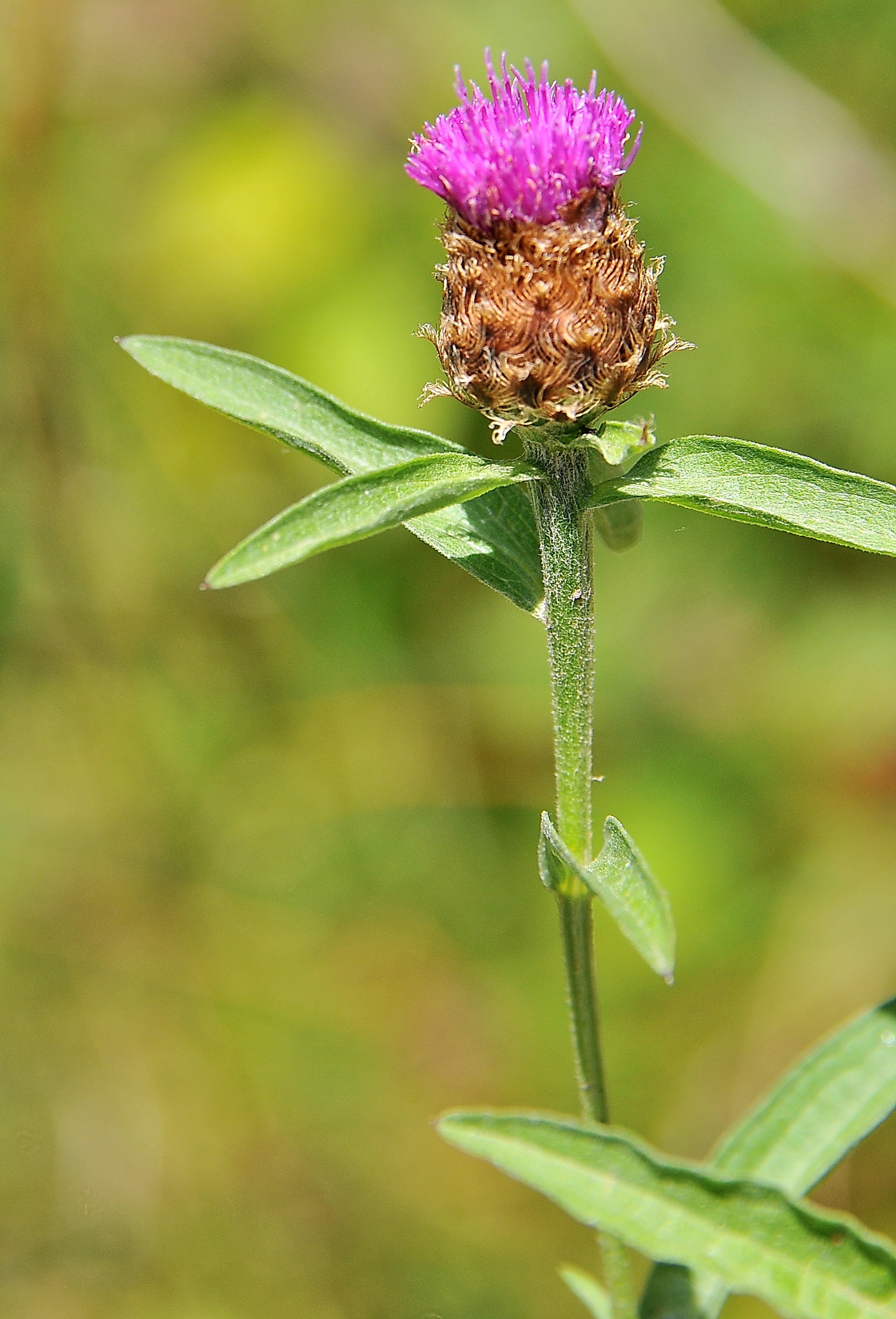 Centaurea debeauxii