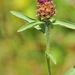 Centaurea debeauxii - Photo (c) José María Escolano, μερικά δικαιώματα διατηρούνται (CC BY-NC-SA)