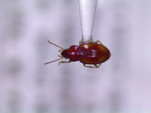 Mahogany Riverbank Ground Beetle