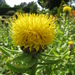 Giant Knapweed - Photo (c) Kingsbrae Garden, some rights reserved (CC BY-NC-SA)