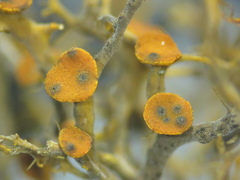 Didymocyrtis infestans