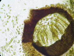 Didymocyrtis infestans