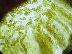 Didymocyrtis infestans