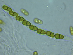 Didymocyrtis infestans