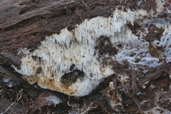 Trechispora mollusca