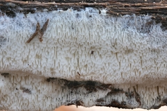 Trechispora mollusca