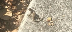 Sceloporus occidentalis