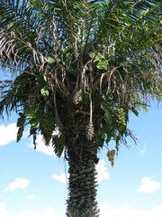 Attalea phalerata