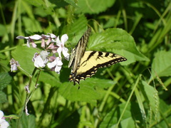 Papilio glaucus
