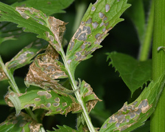 Poecilocapsus lineatus